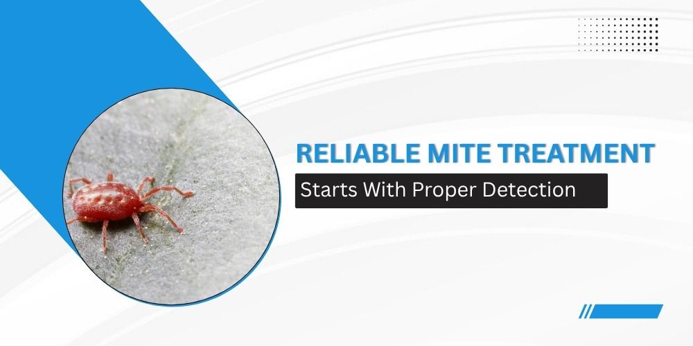Reliable Mite Treatment Starts With Proper Detection