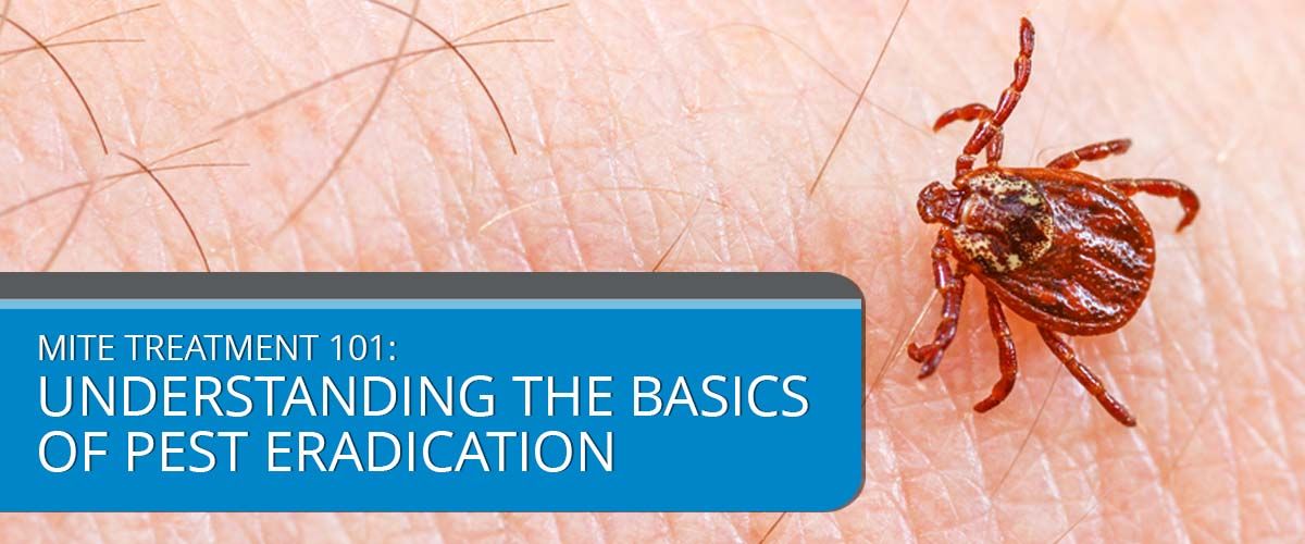 Mite Treatment 101 Understanding the Basics of Pest Eradication