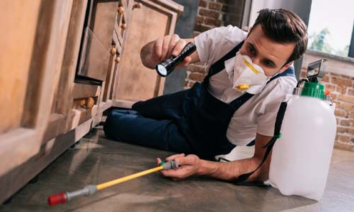 Chemical Scorpion Control Methods