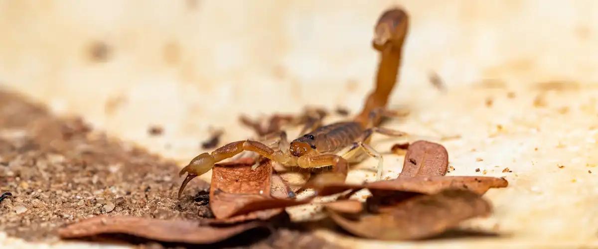 Professional Scorpion Treatment Options