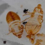 Molted Bed Bug Casings (skin)