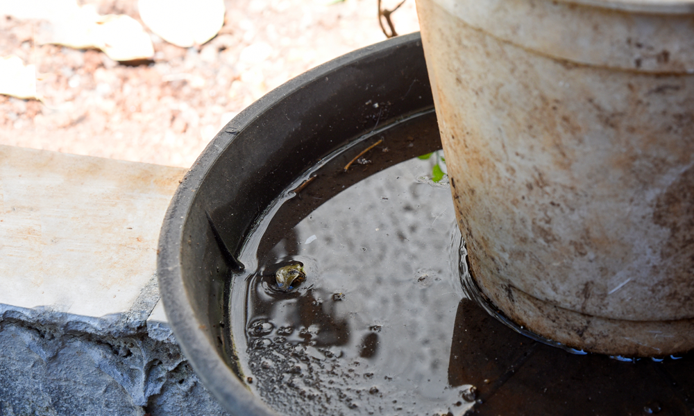 Remove any standing water on your property.