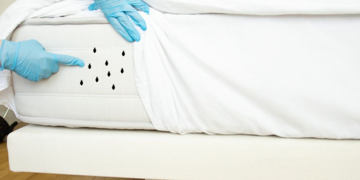 Bed Bugs - How Professionals Use Fecal Clues