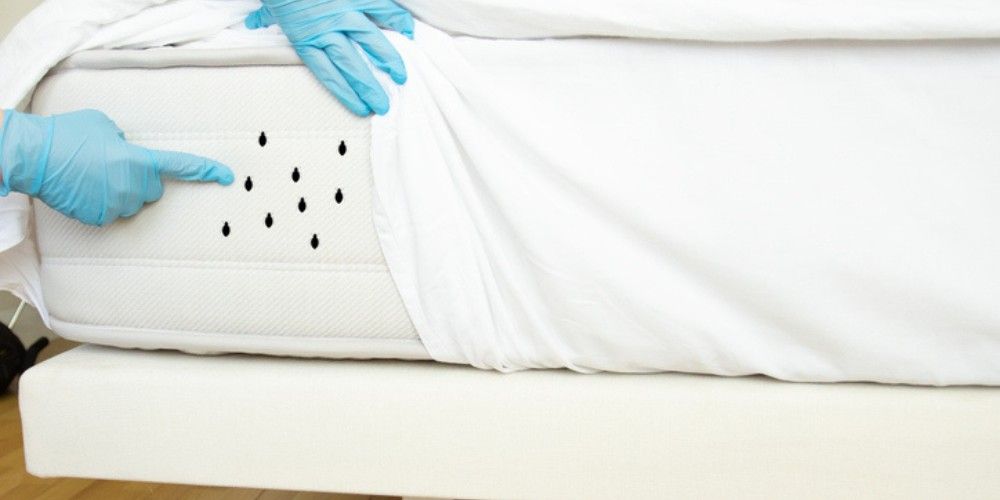 Bed Bugs - How Professionals Use Fecal Clues