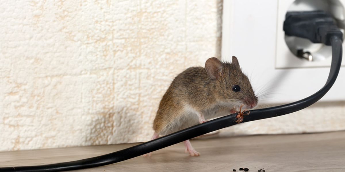 Rodent Management Strategies - Pest Control