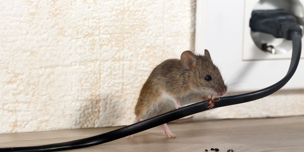 Rodent Management Strategies - Pest Control
