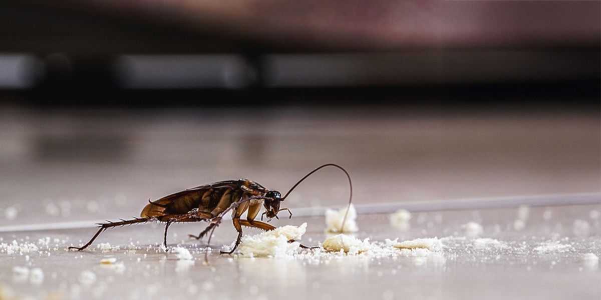 Take Action to Stop Big Roaches for Good