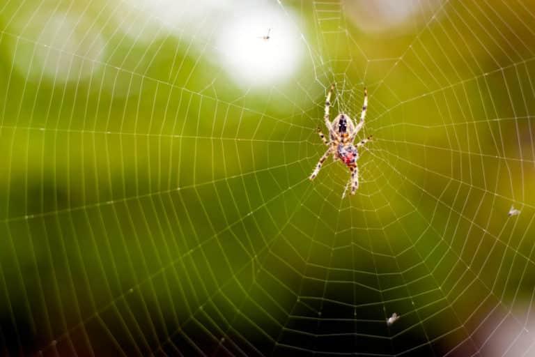 Heat Tech Knows Spider Treatment