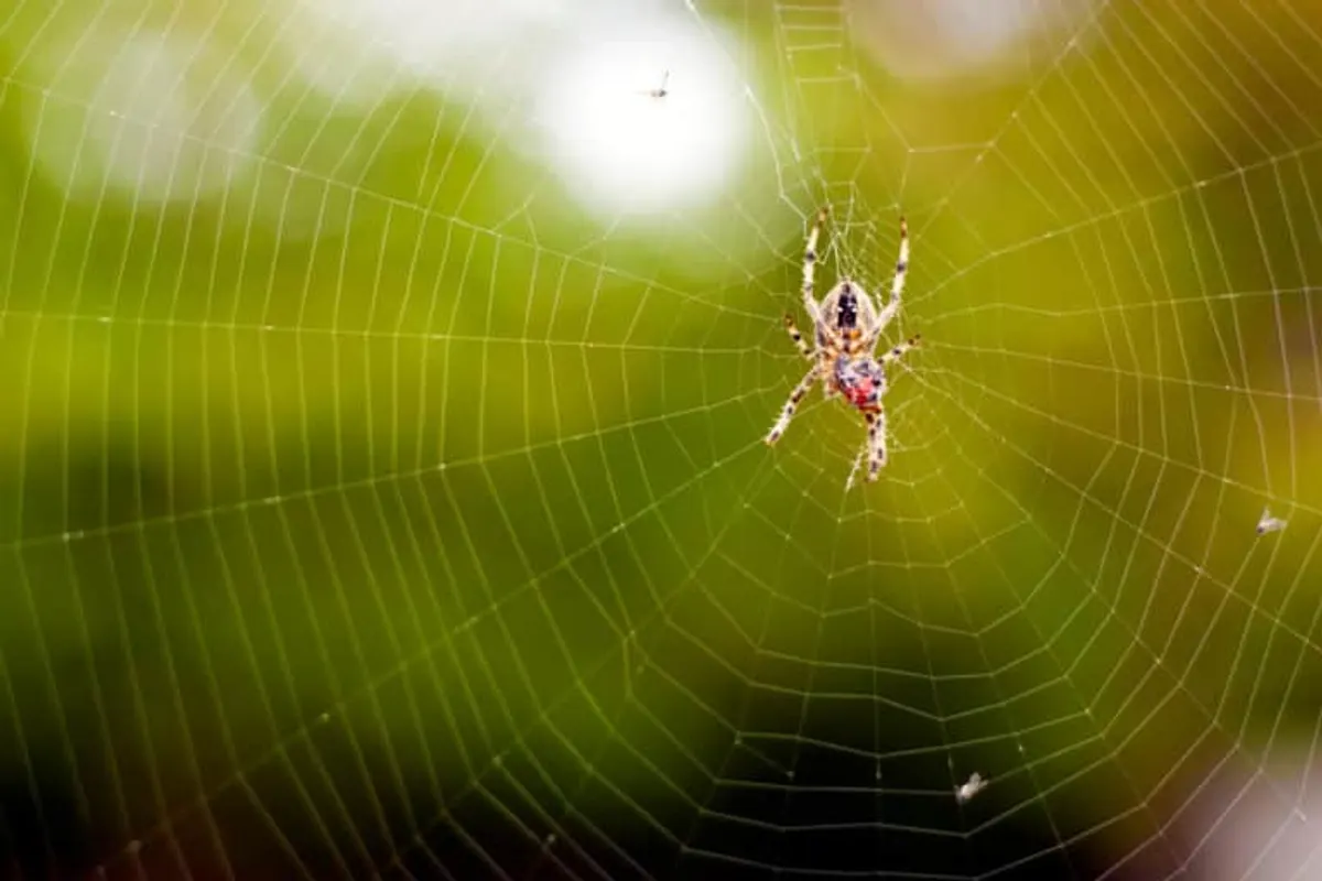 Heat Tech Knows Spider Treatment