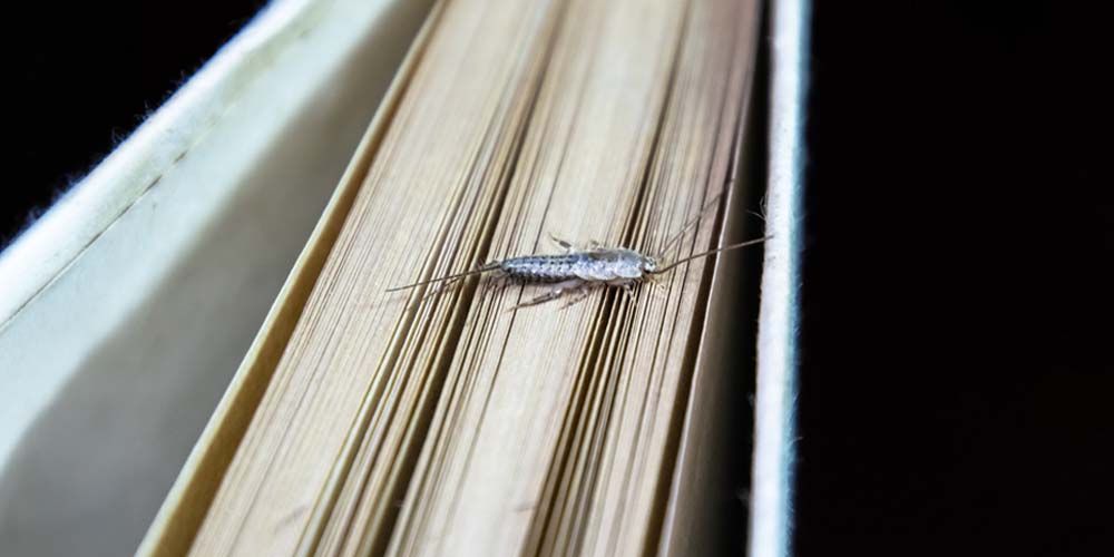 Embracing the Comprehensive Battle Against Silverfish