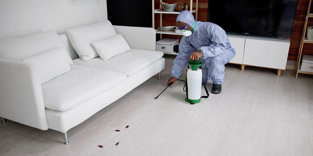 Thorough Pest Inspections