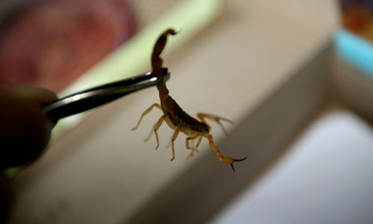 Professional Scorpion Control Methods