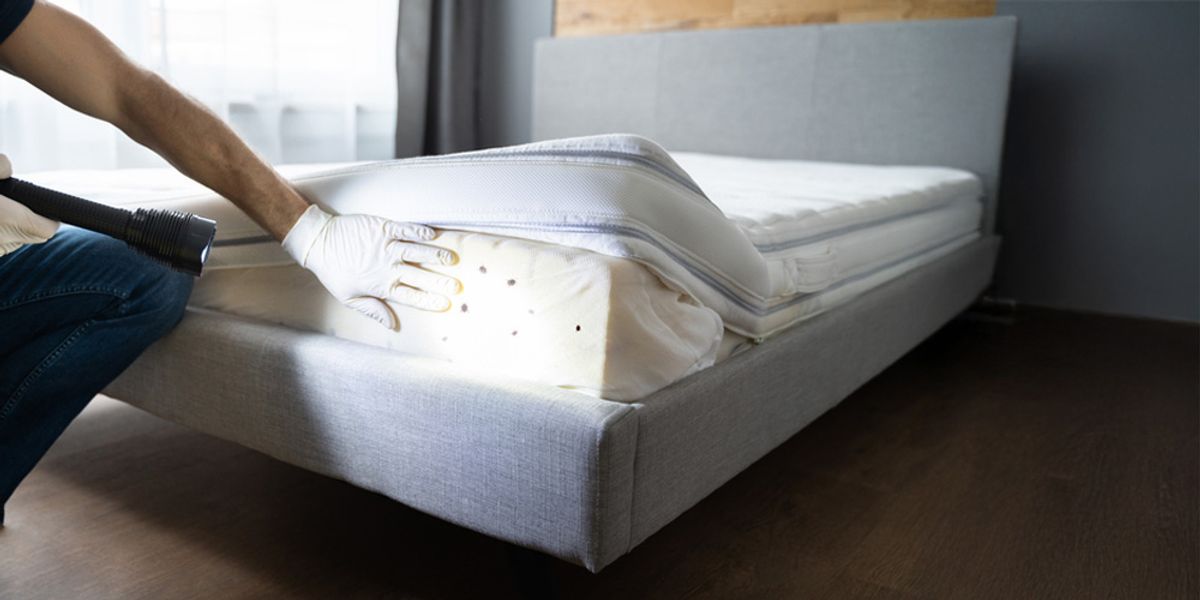 The Ultimate Bed Bug Solution