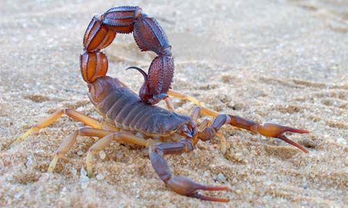Natural Scorpion Control Methods