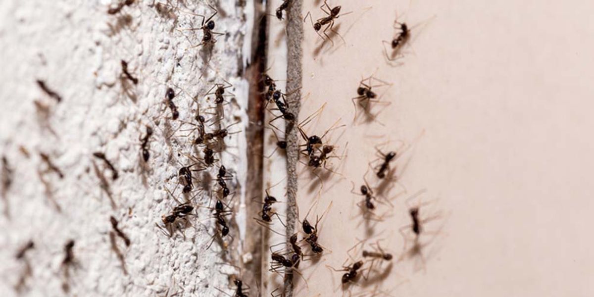 Identifying Ant Entry Points