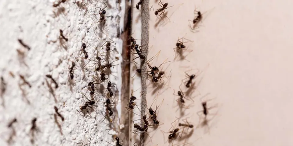 Identifying Ant Entry Points