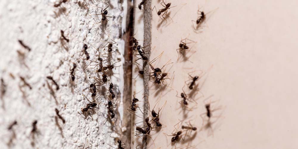 Identifying Ant Entry Points