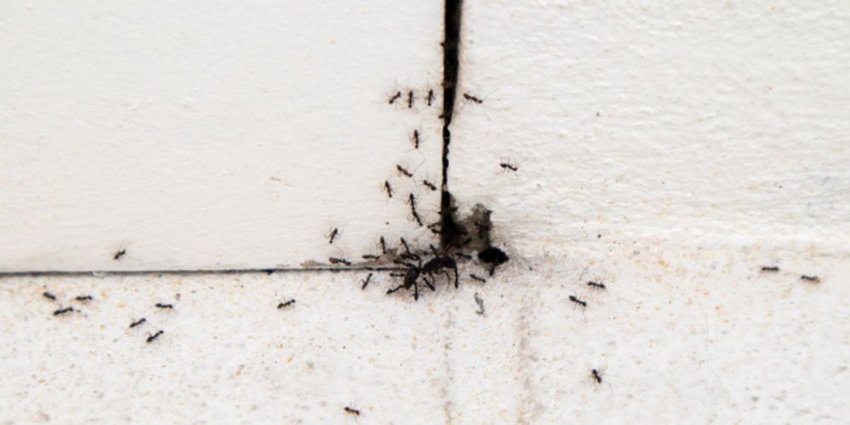 How Kitchen Habits Fuel Ant Infestation