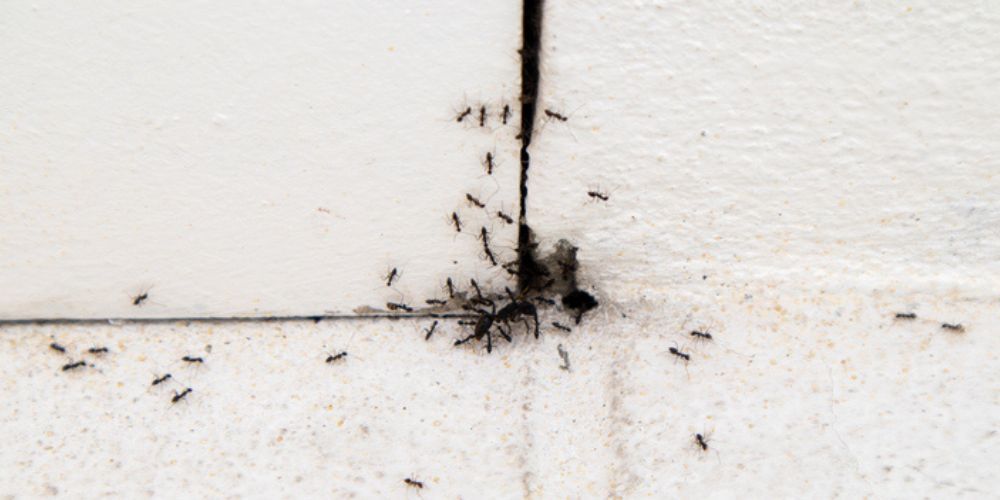 How Kitchen Habits Fuel Ant Infestation