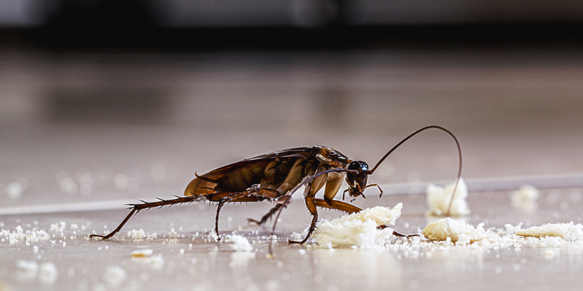 Food Sources That Keep Big Roaches Indoors