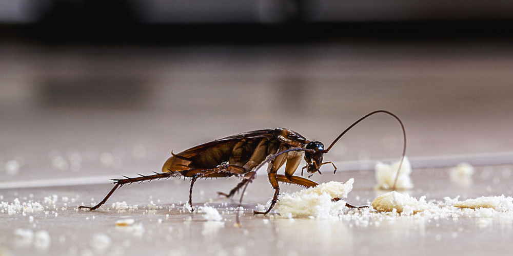 Food Sources That Keep Big Roaches Indoors