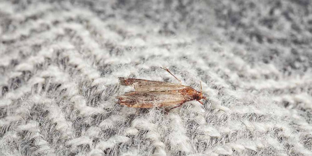 The Benefits of Regular Professional Inspections