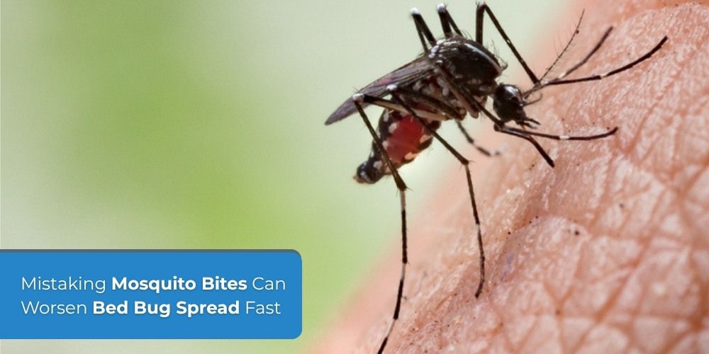 Mistaking Mosquito Bites Can Worsen Bed Bug Spread Fast