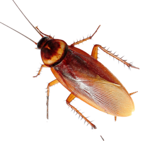 American Cockroaches icon