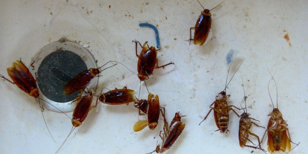 Heatwaves Supercharge Roach Activity