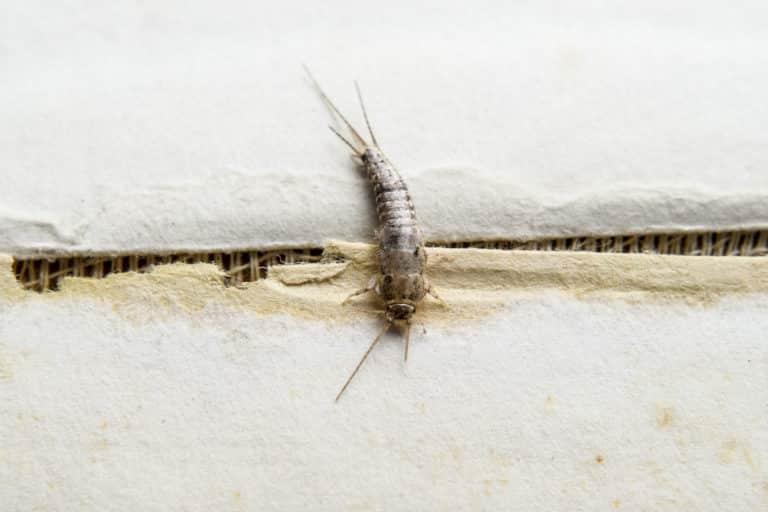 Heat Tech Knows Silverfish Control