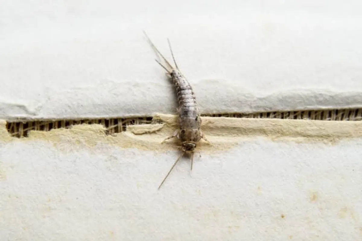 Heat Tech Knows Silverfish Control