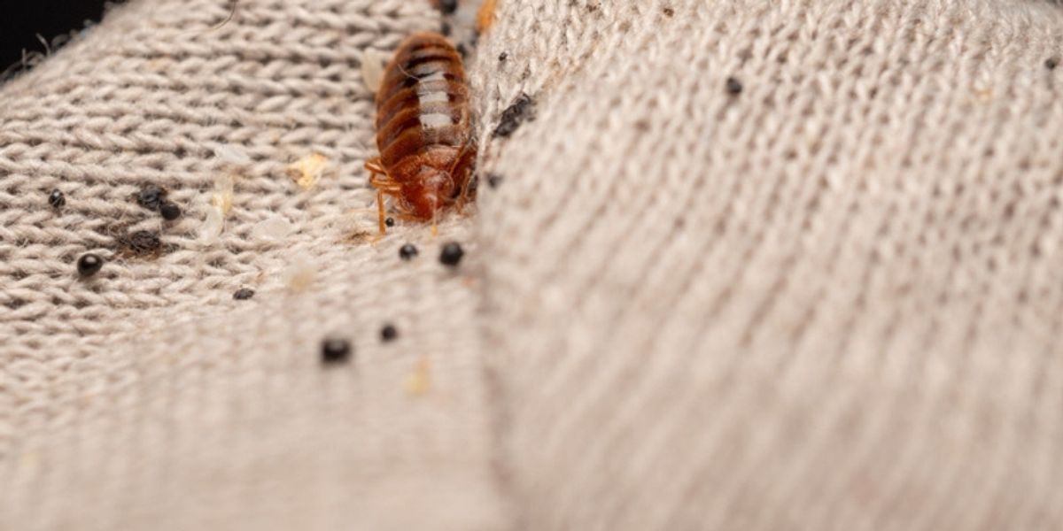 Why Bed Bug Fecal Matter Matters