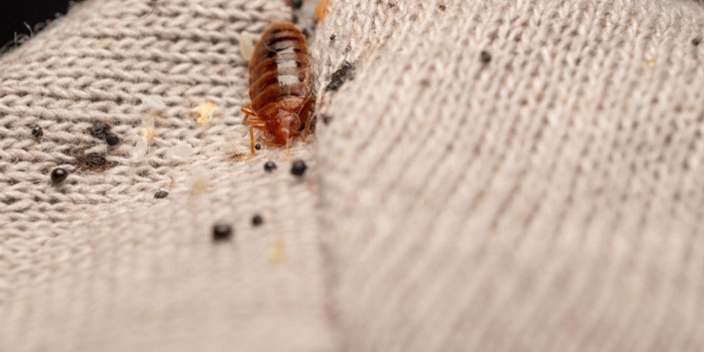 Why Bed Bug Fecal Matter Matters