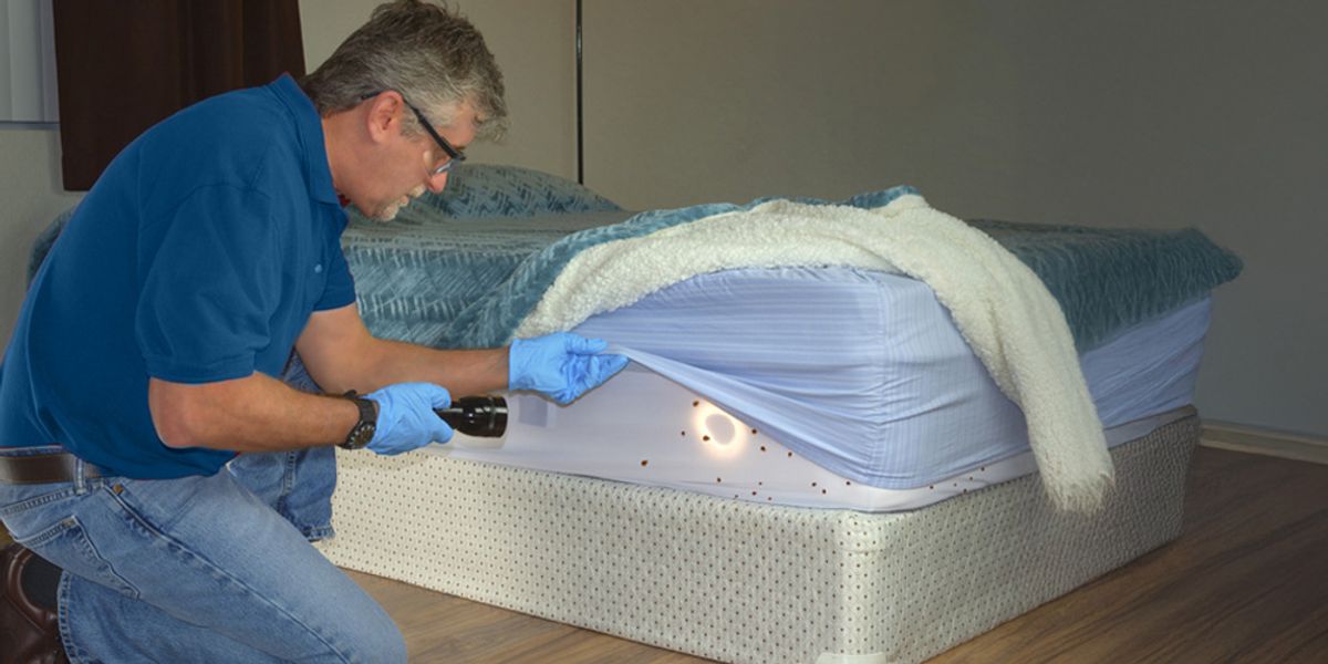 Why Conventional Treatments Are Effective for Bed Bug Control