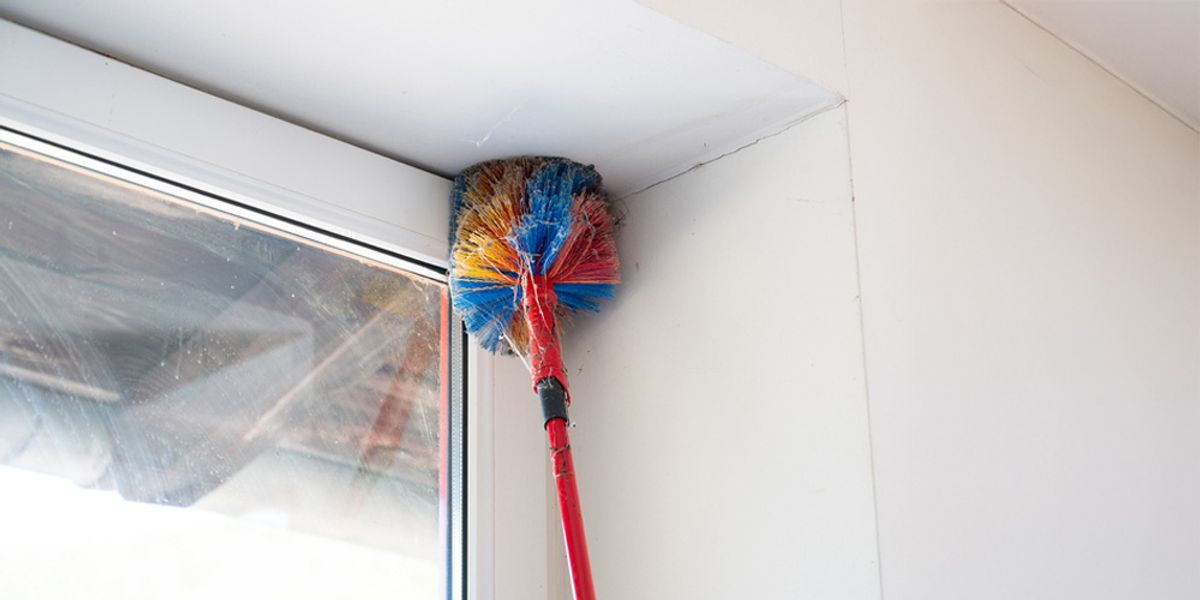 Long-Term Spider Control Strategies