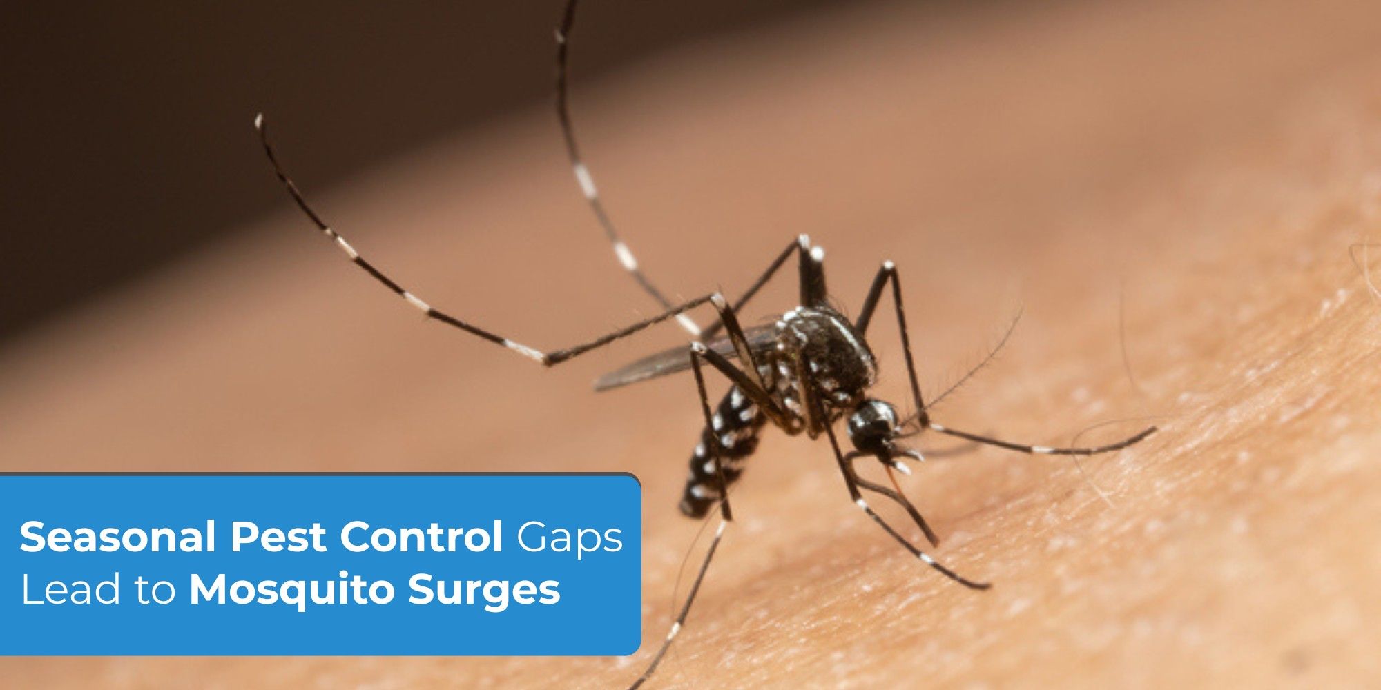 Seasonal Pest Control Gaps Lead to Mosquito Surges