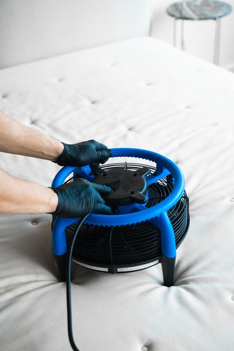 Bed Bug Exterminator