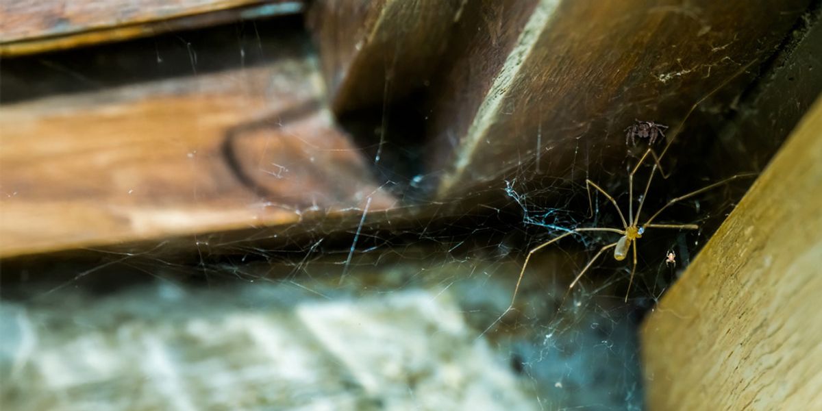 Stay Ahead of Spider Infestations