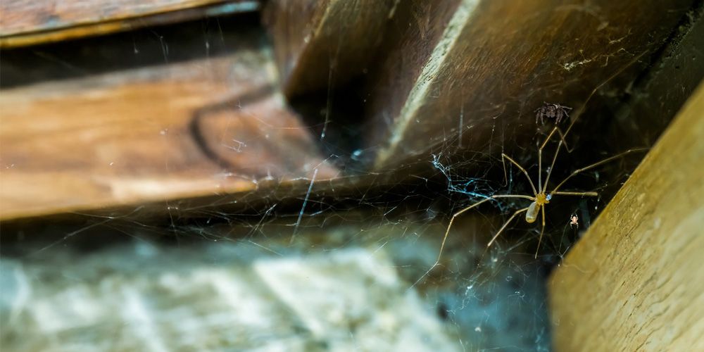 Stay Ahead of Spider Infestations