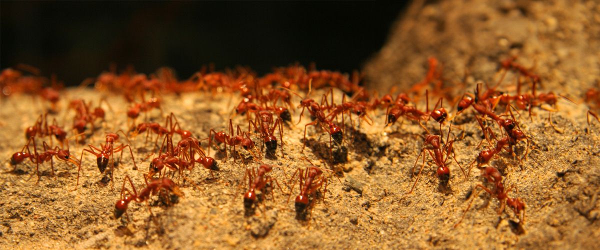Lasting Solutions for Ant-Free Living!