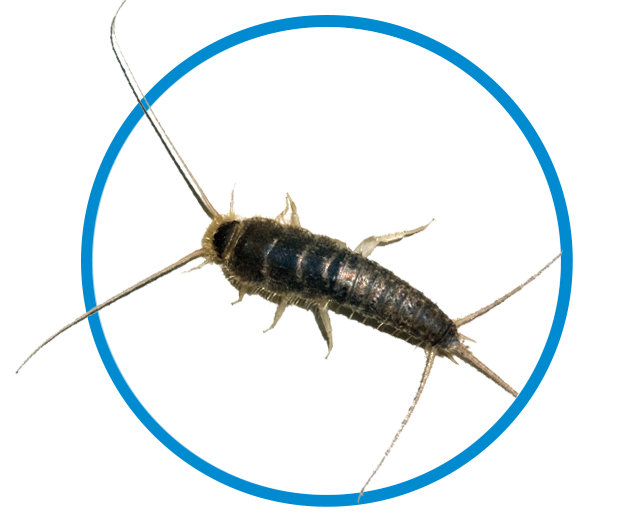 silverfish_control_experts_tulsa_oklahoma