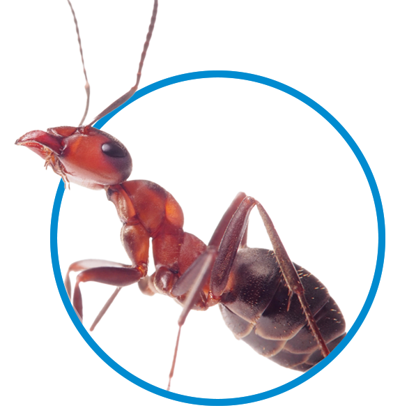 ant_control_in_tulsa_oklahoma