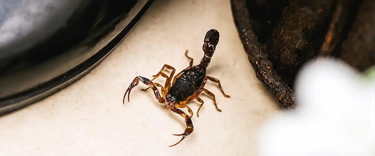 Additional Measures for Effective Scorpion Treatment