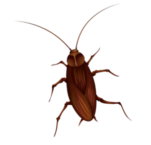 Brownbanded Cockroaches icon