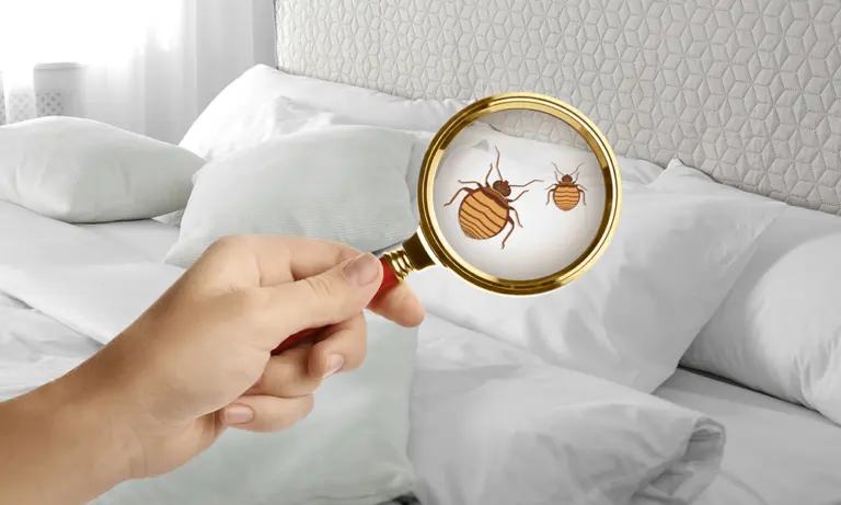 Looking-for-signs-of-an-infestation-is-essential