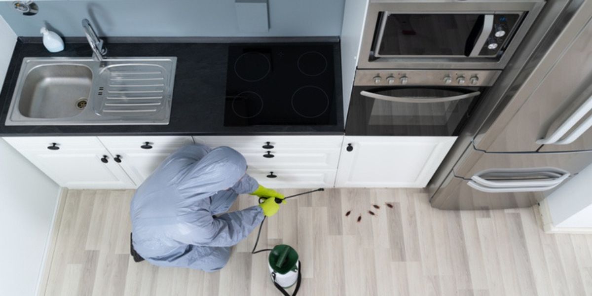 The Role of Professional Pest Control in Solving Stubborn Roach Problems