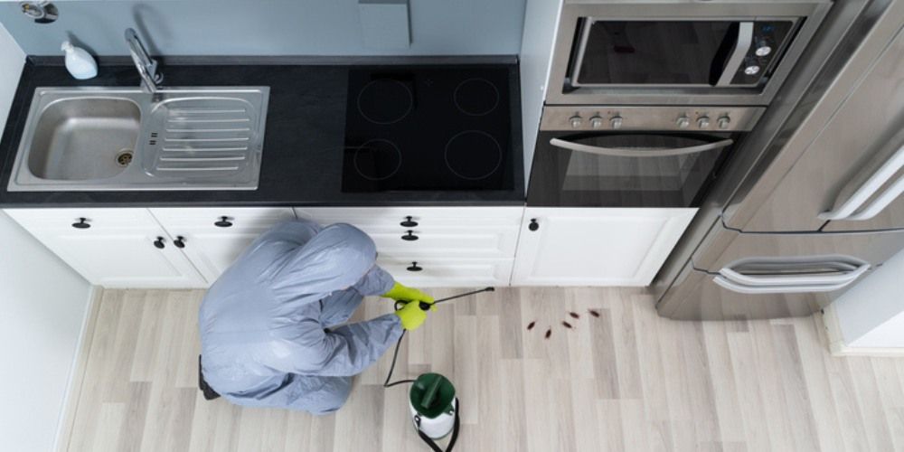 The Role of Professional Pest Control in Solving Stubborn Roach Problems