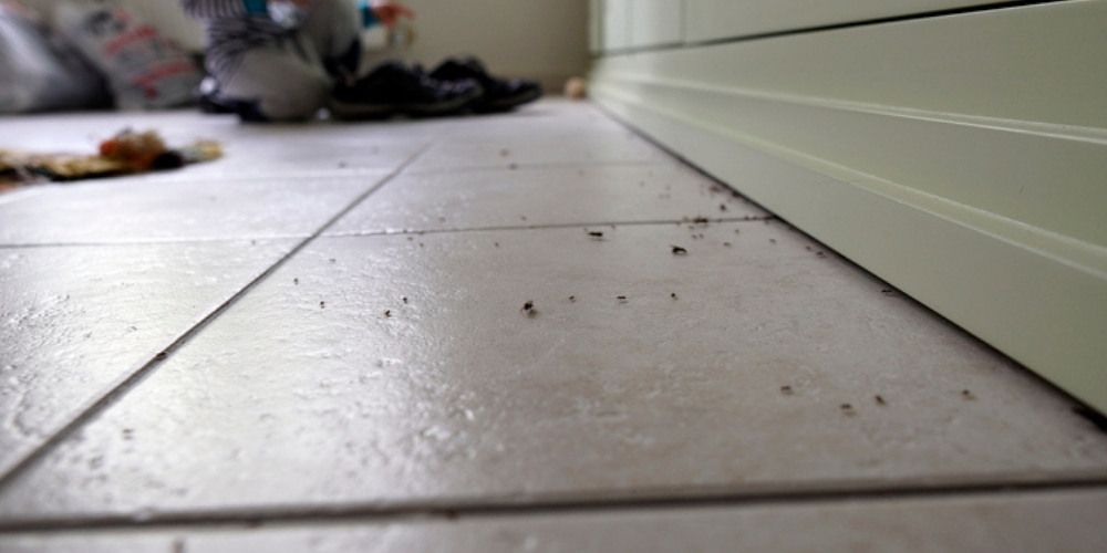 Mite Treatment - Choosing the Right Mite Treatment