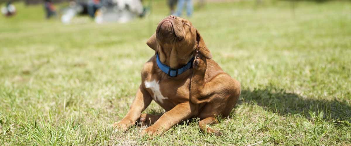 Flea Treatment - Recognizing Signs of a Flea Infestation