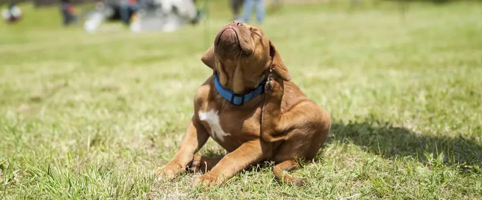 Flea Treatment - Recognizing Signs of a Flea Infestation